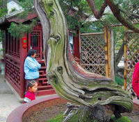Искривленные, состаренные деревья - часть китайской садовой культуры